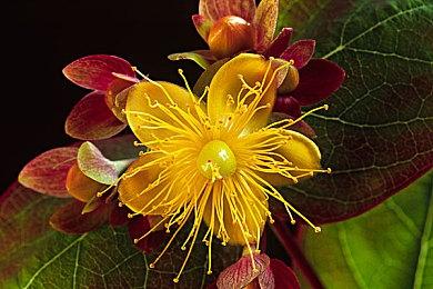 《Memora Wanderer》Steam页面上线 低像素3DRPG